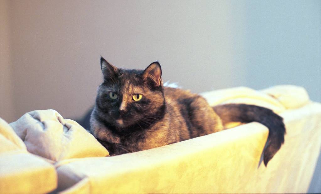 Cat on Couch