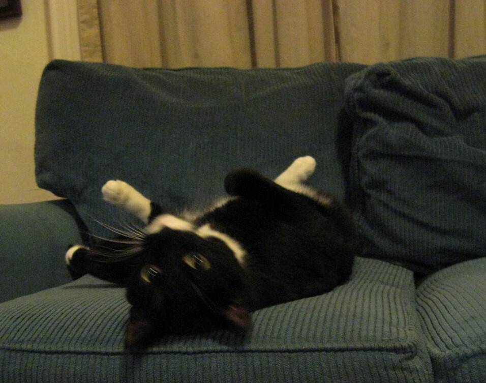 cat like couch
