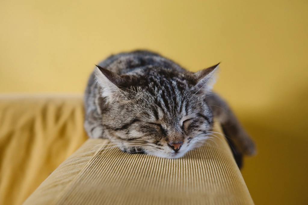 Upholstery Deodorising