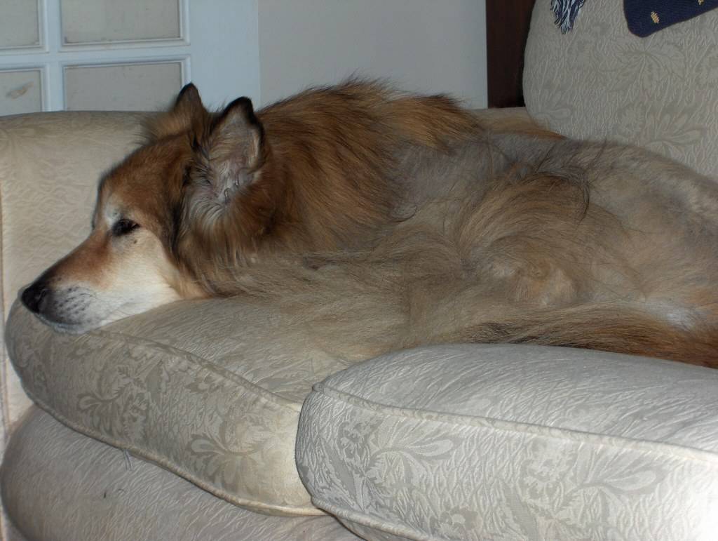 Upholstery Odour Removal