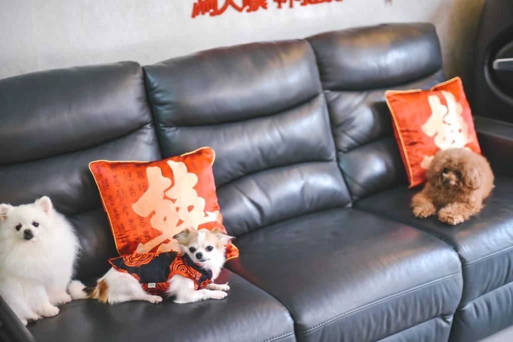 Specialist Leather Cleaning, Conditioning, and Protection
