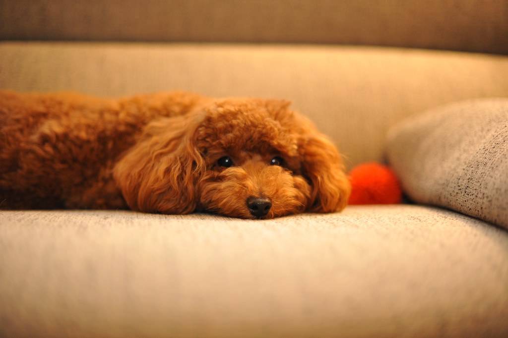Pet Stain & Urine Treatment